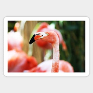 Flamingo Sticker